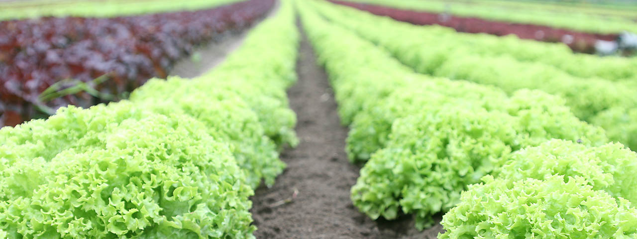 Salatfeld Gemüsehof Weßling